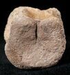 Edmontosaurus (Hadrosaur) Caudal Vertebrae - Montana #12688-1